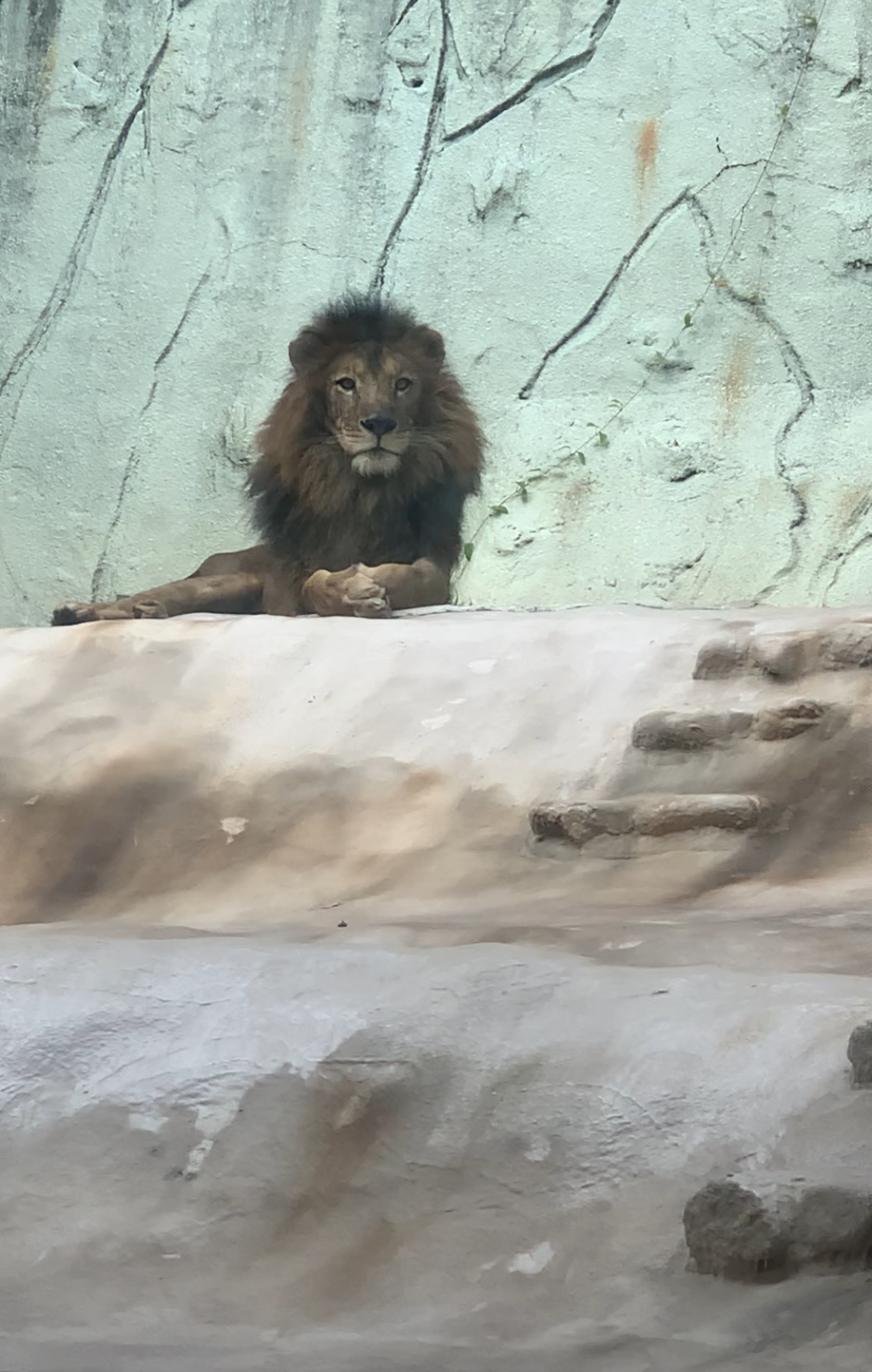 生まれ変わった動物園へ