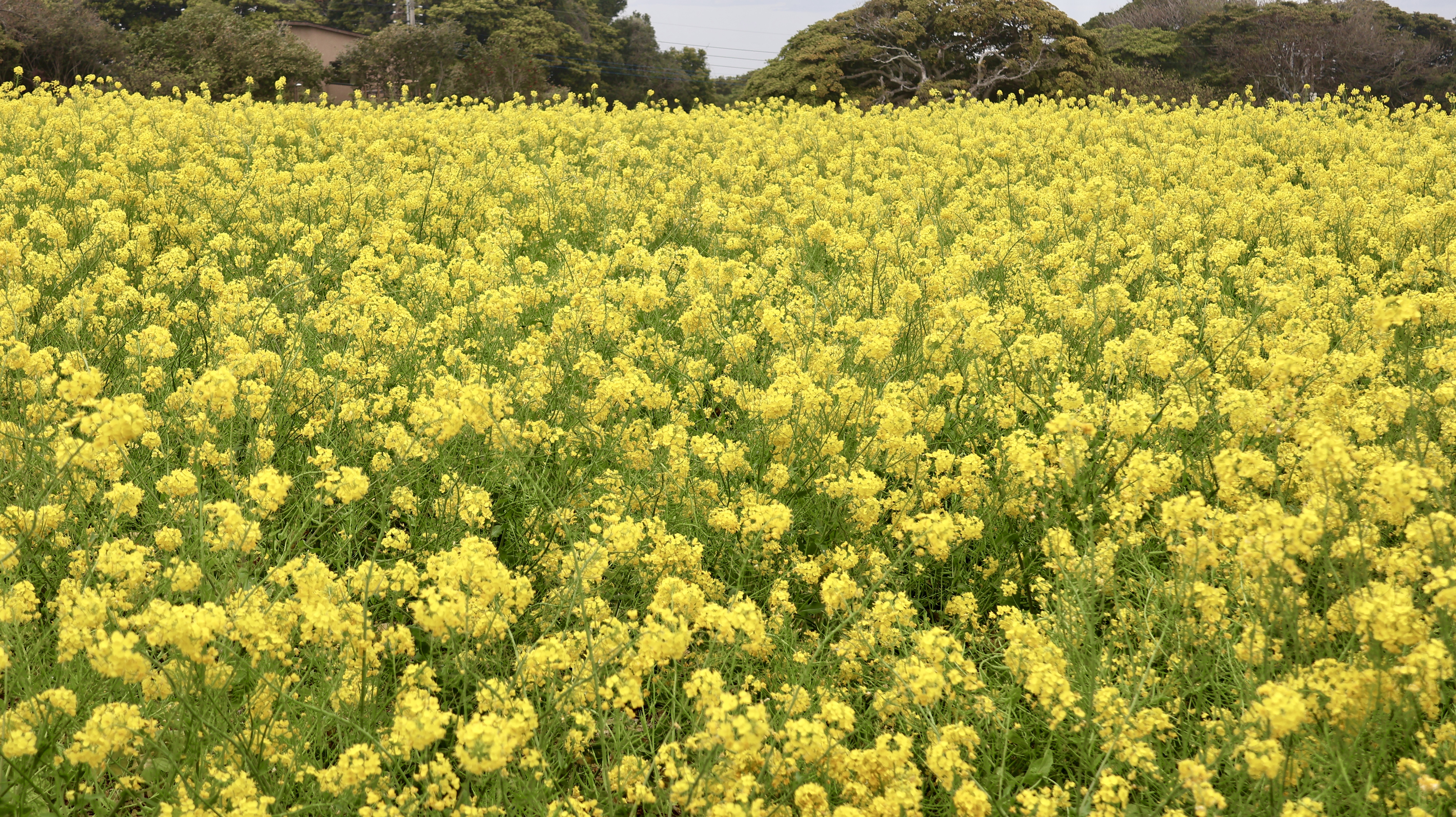 能古島アイランドパーク