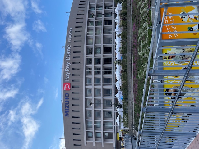久しぶりの野球観戦