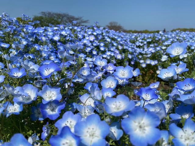 国営 海の中道海浜公園