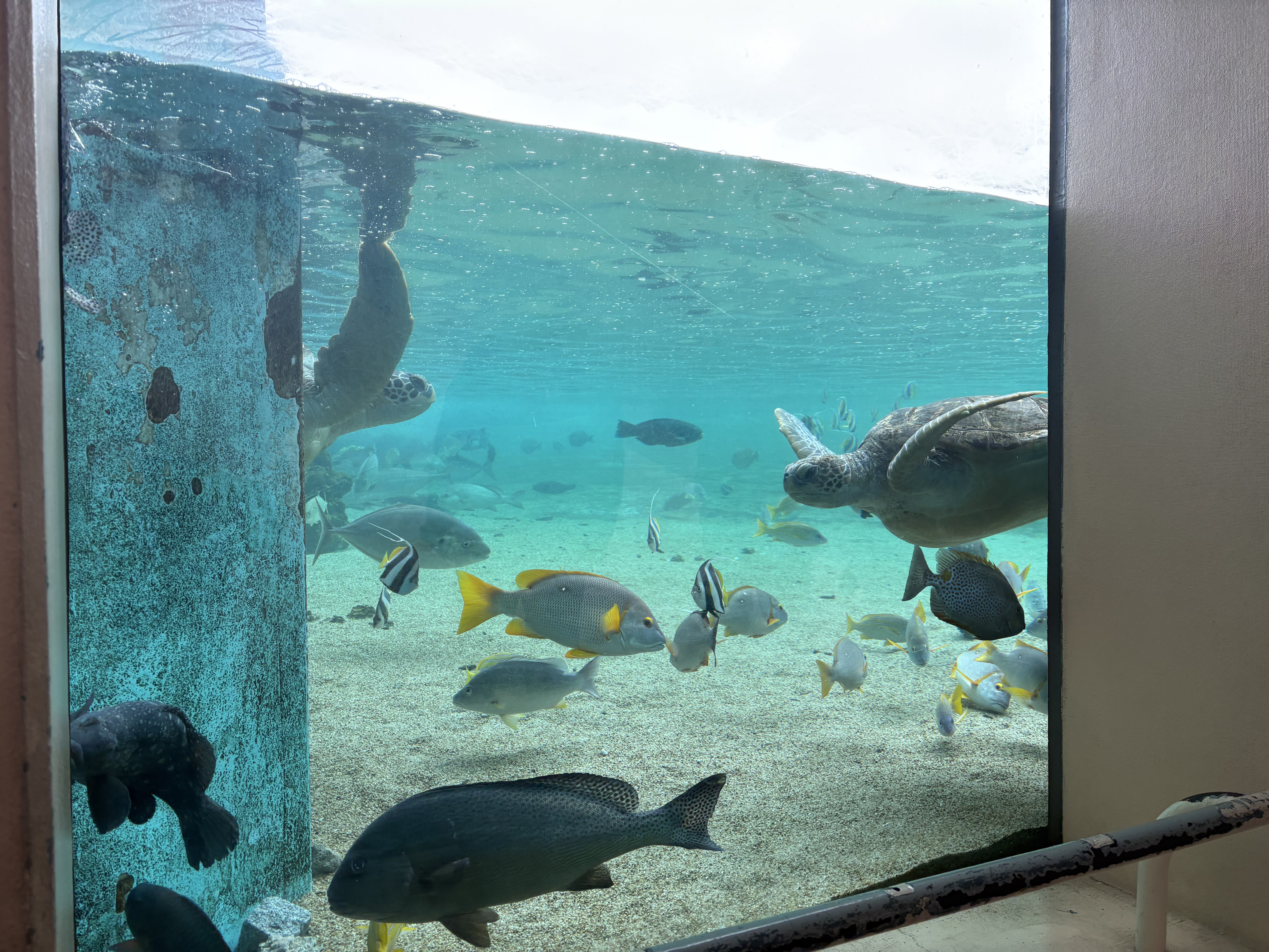 八景島の水族館